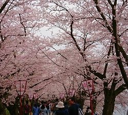 桜