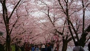 桜