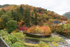 紅葉 中野もみじ山 2019