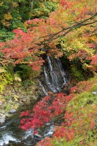 紅葉 中野もみじ山 2019