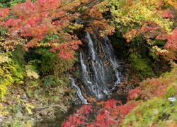 紅葉 中野もみじ山 2019