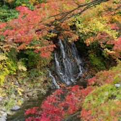 紅葉 中野もみじ山 2019